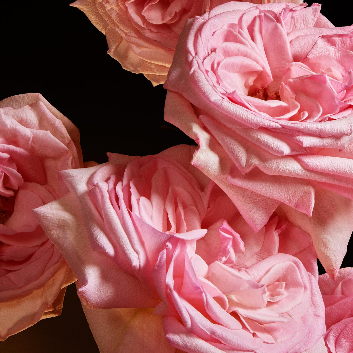 Dolce&Gabbana The One, Eau De Parfum Spray, For Women 2.5 oz